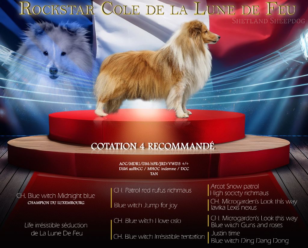 Les Shetland Sheepdog de l'affixe de La Lune De Feu