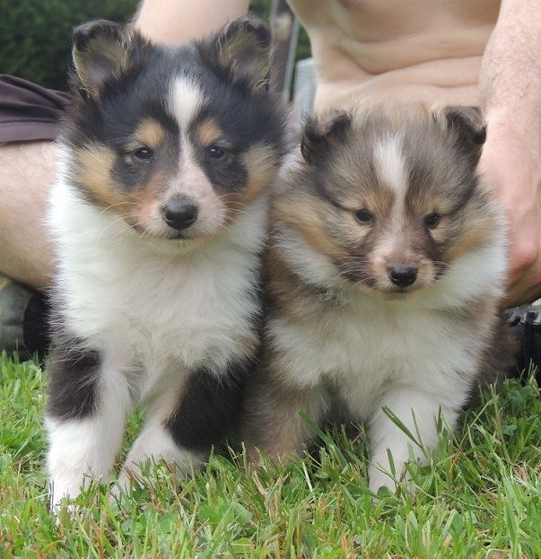 de La Lune De Feu - Shetland Sheepdog - Portée née le 16/04/2018