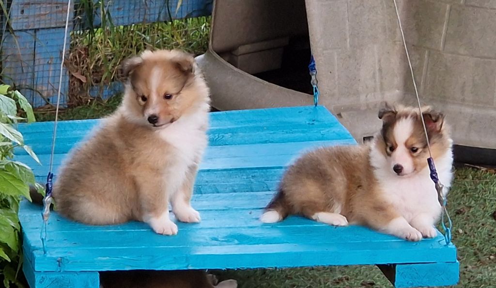 chiot Shetland Sheepdog de La Lune De Feu