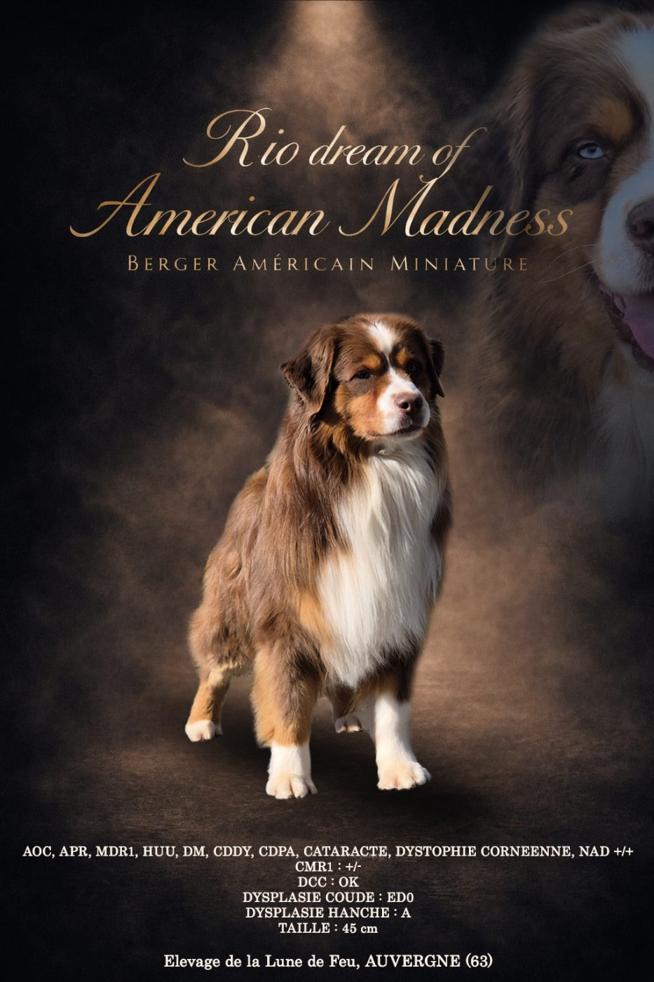 Rio dream of american madness