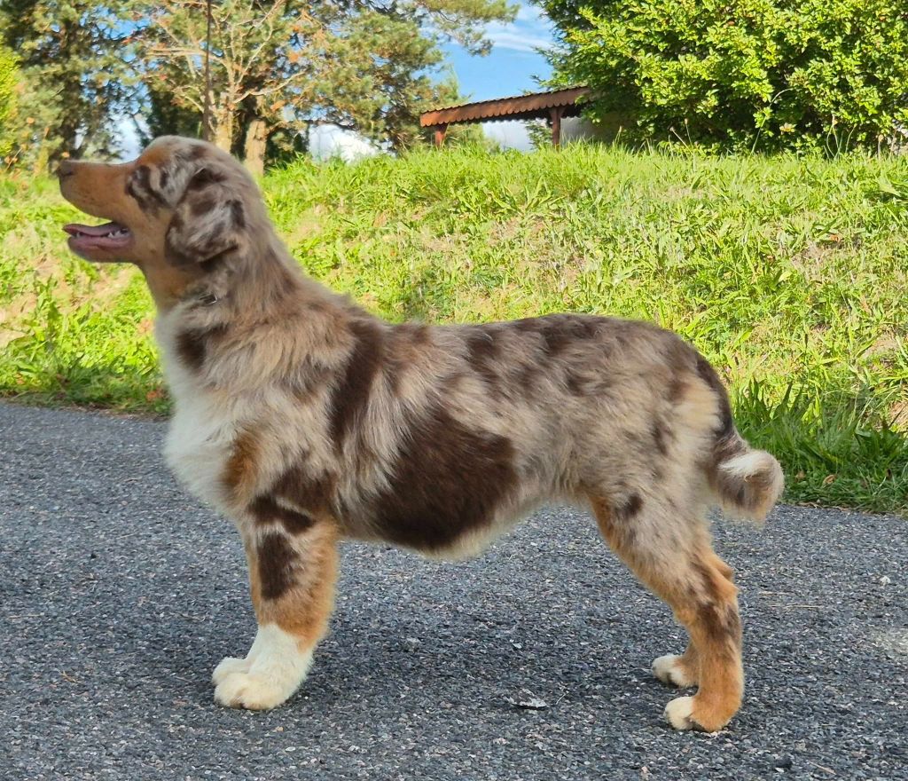 Another dream verone mini de La Lune De Feu