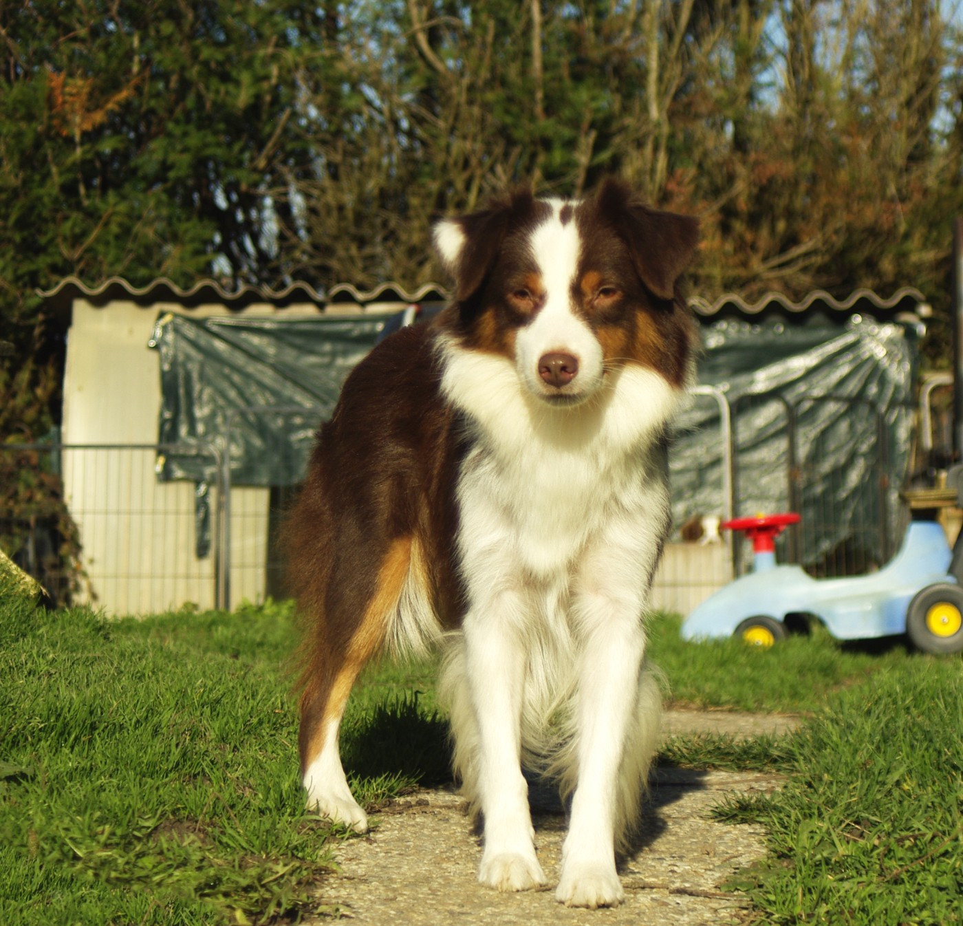 Twenty Years Tchin Tchin du temple de Palés