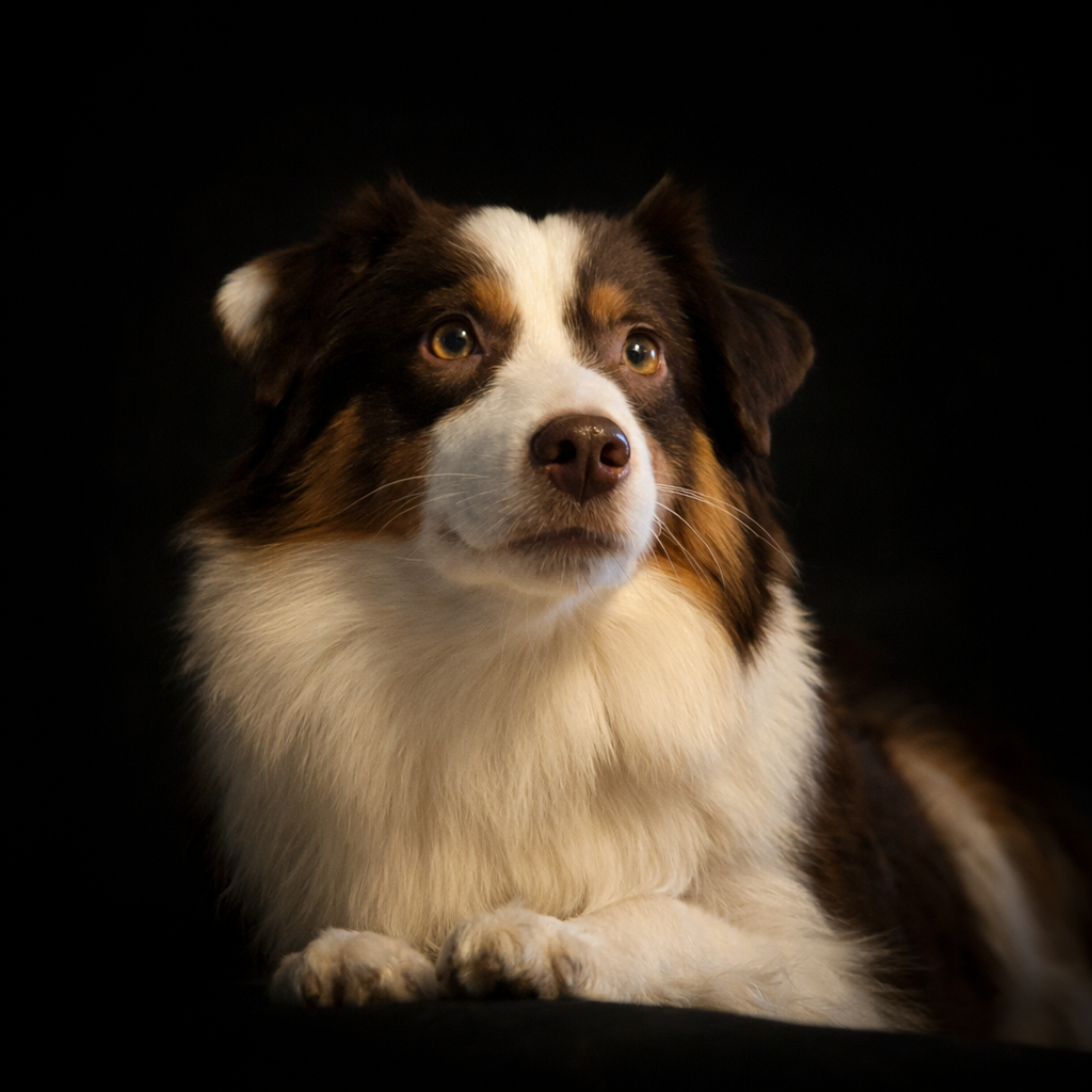 Twenty Years Tchin Tchin du temple de Palés