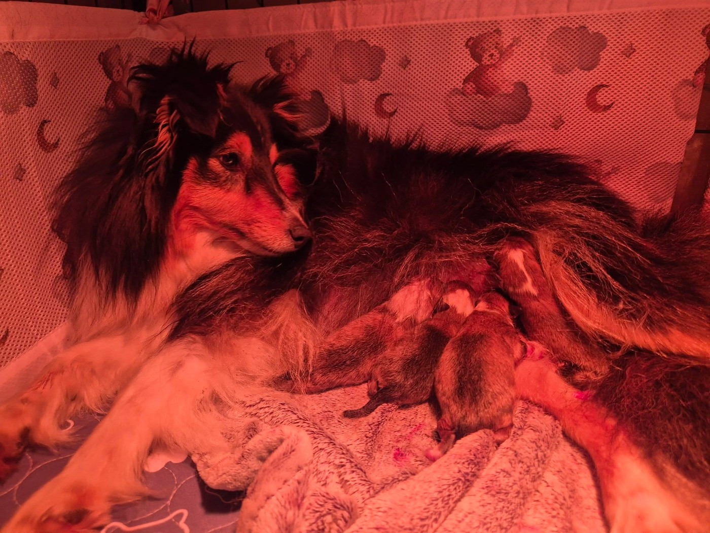 Les bébés sont arrivés !