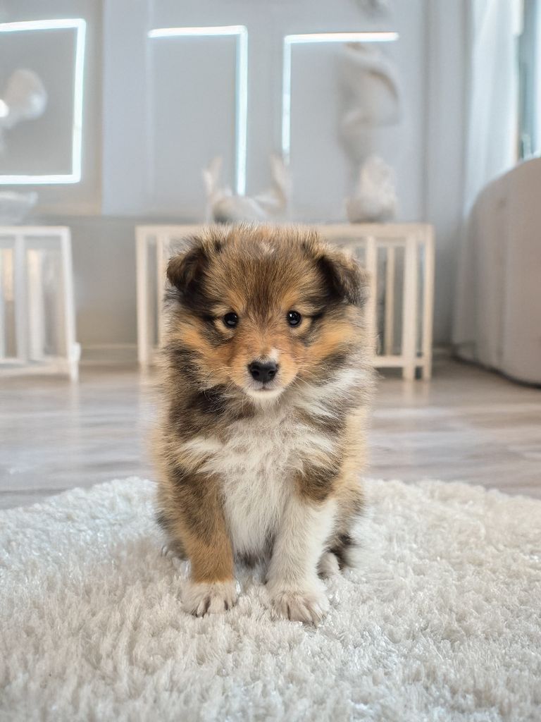 Plus de chiots disponible 