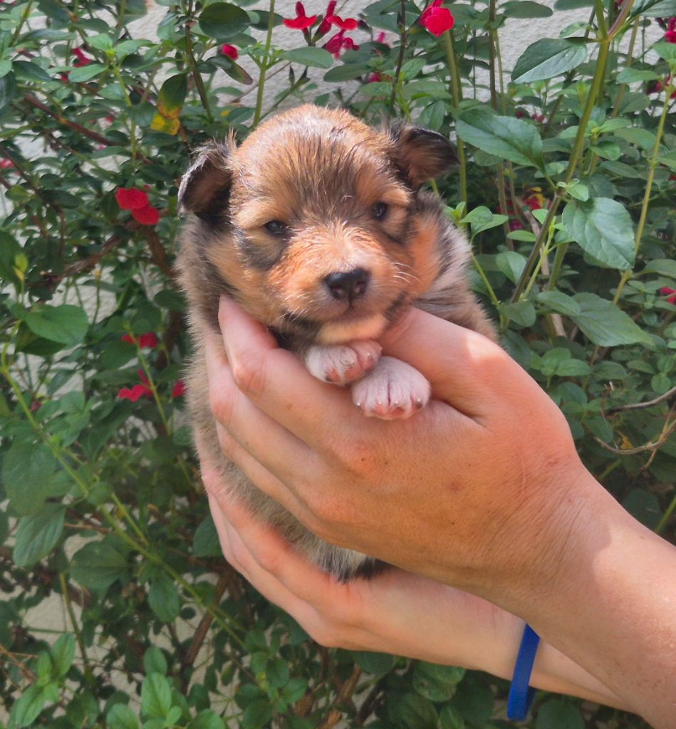de La Lune De Feu - Chiots disponibles - Shetland Sheepdog