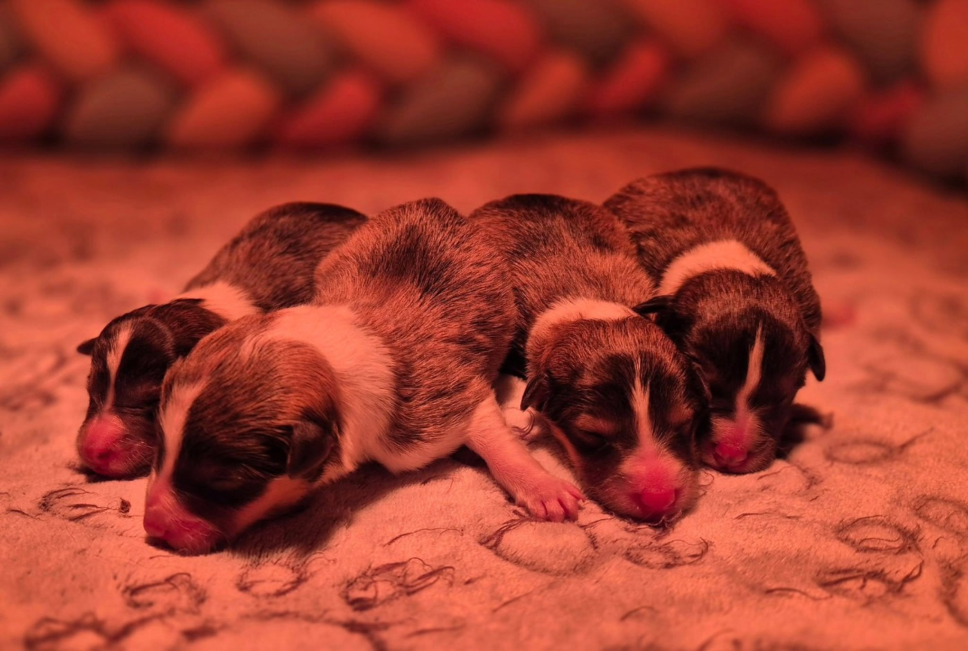 de La Lune De Feu - Chiots disponibles - Shetland Sheepdog