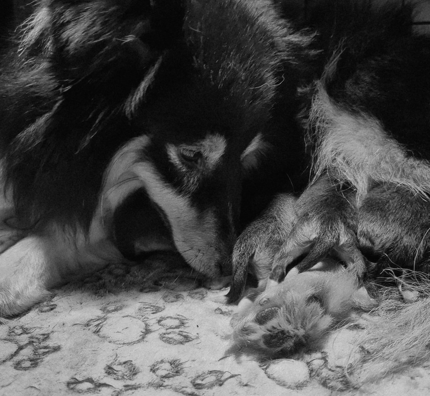 Chiot Shetland Sheepdog de La Lune De Feu