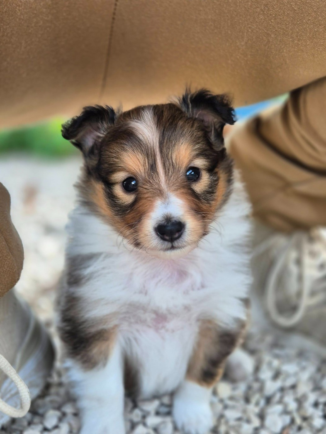 de La Lune De Feu - Chiots disponibles - Shetland Sheepdog