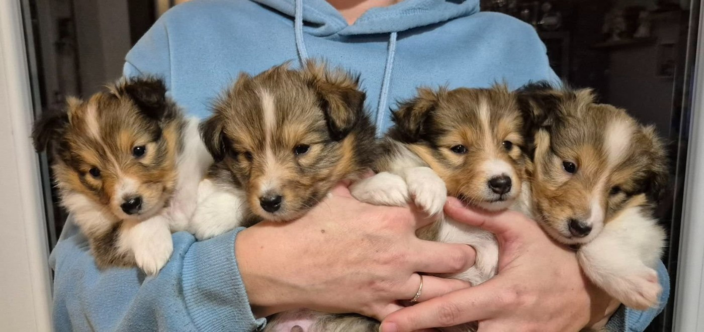 Chiot Shetland Sheepdog de La Lune De Feu