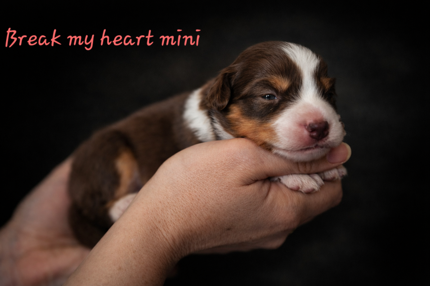 de La Lune De Feu - Chiots disponibles - Berger Américain Miniature 