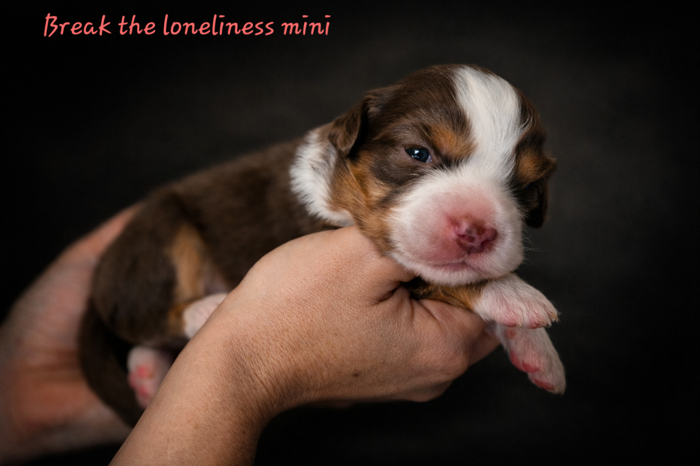 de La Lune De Feu - Chiots disponibles - Berger Américain Miniature 