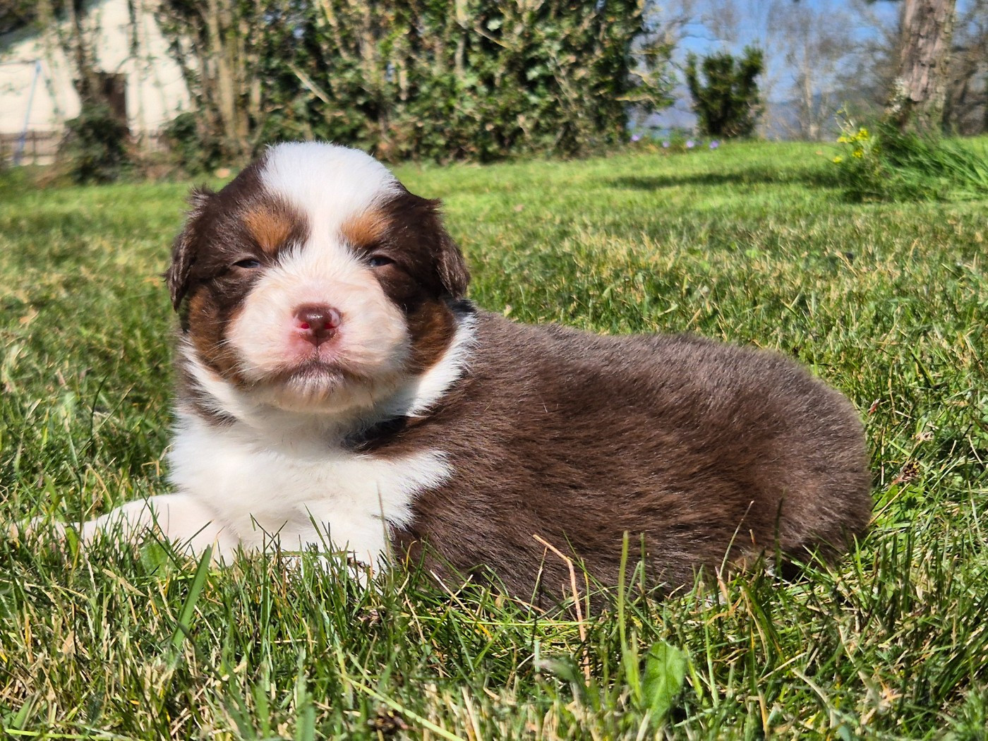 de La Lune De Feu - Chiots disponibles - Berger Américain Miniature 