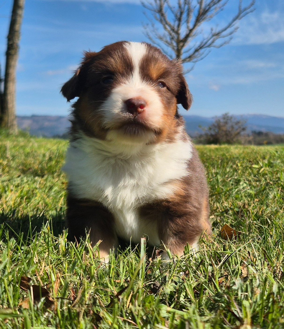de La Lune De Feu - Chiots disponibles - Berger Américain Miniature 