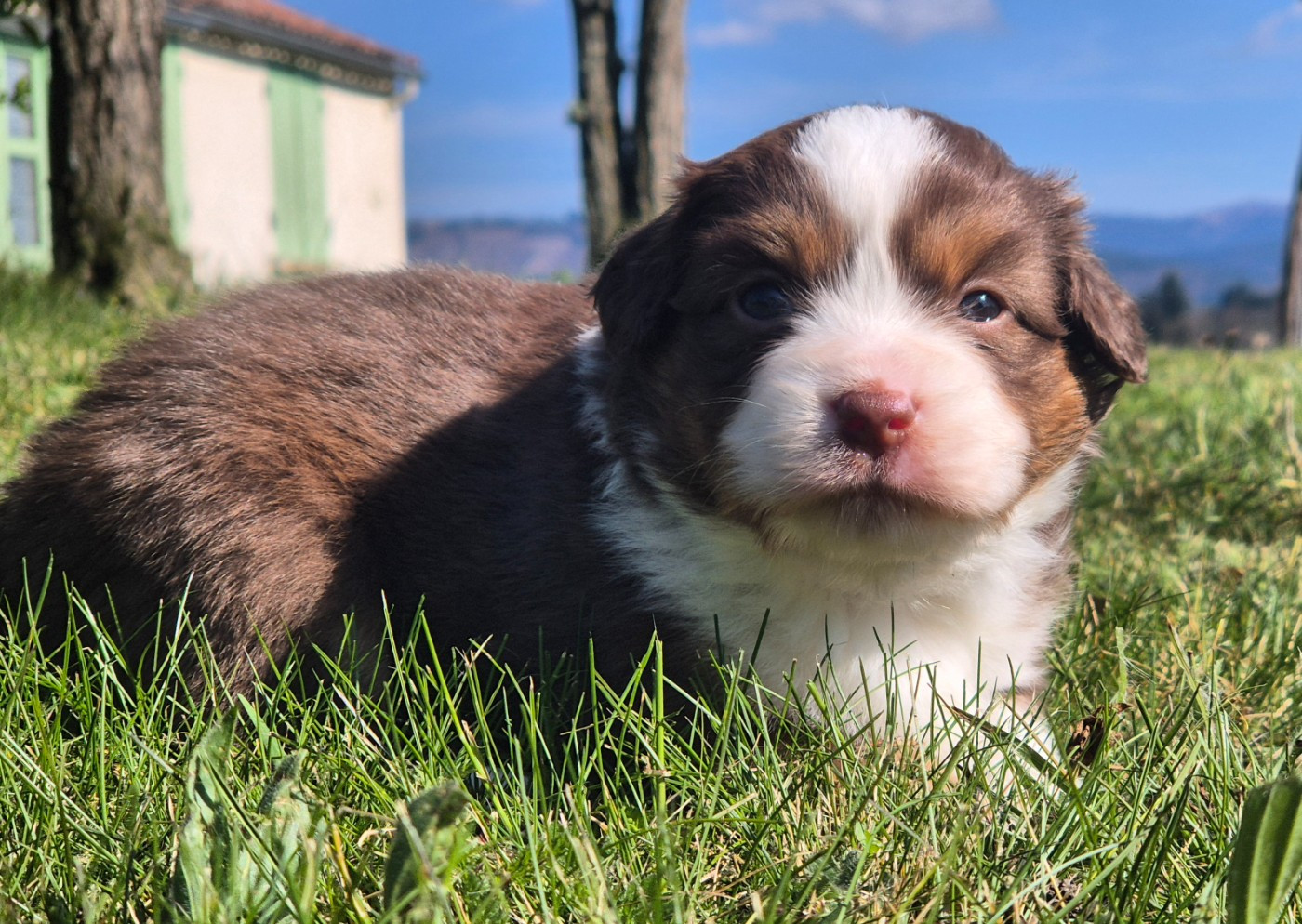 de La Lune De Feu - Chiots disponibles - Berger Américain Miniature 