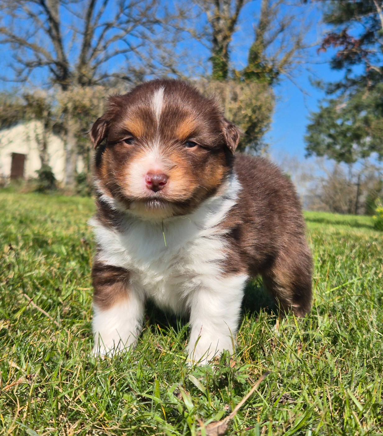 de La Lune De Feu - Chiots disponibles - Berger Américain Miniature 