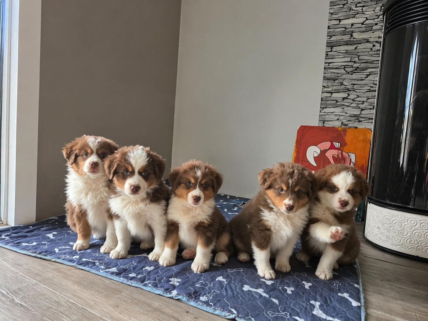 Chiot Berger Américain Miniature  de La Lune De Feu