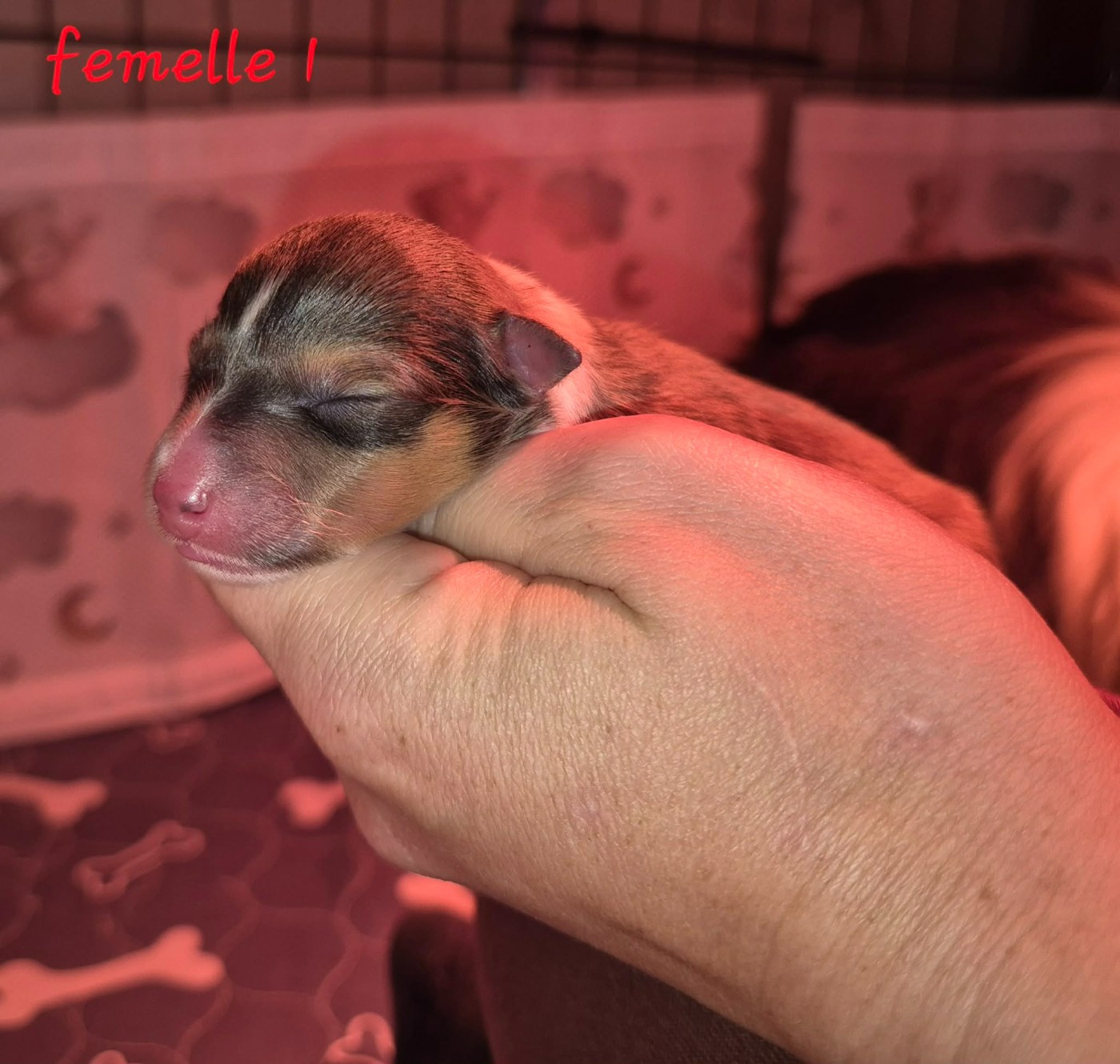 de La Lune De Feu - Chiots disponibles - Shetland Sheepdog
