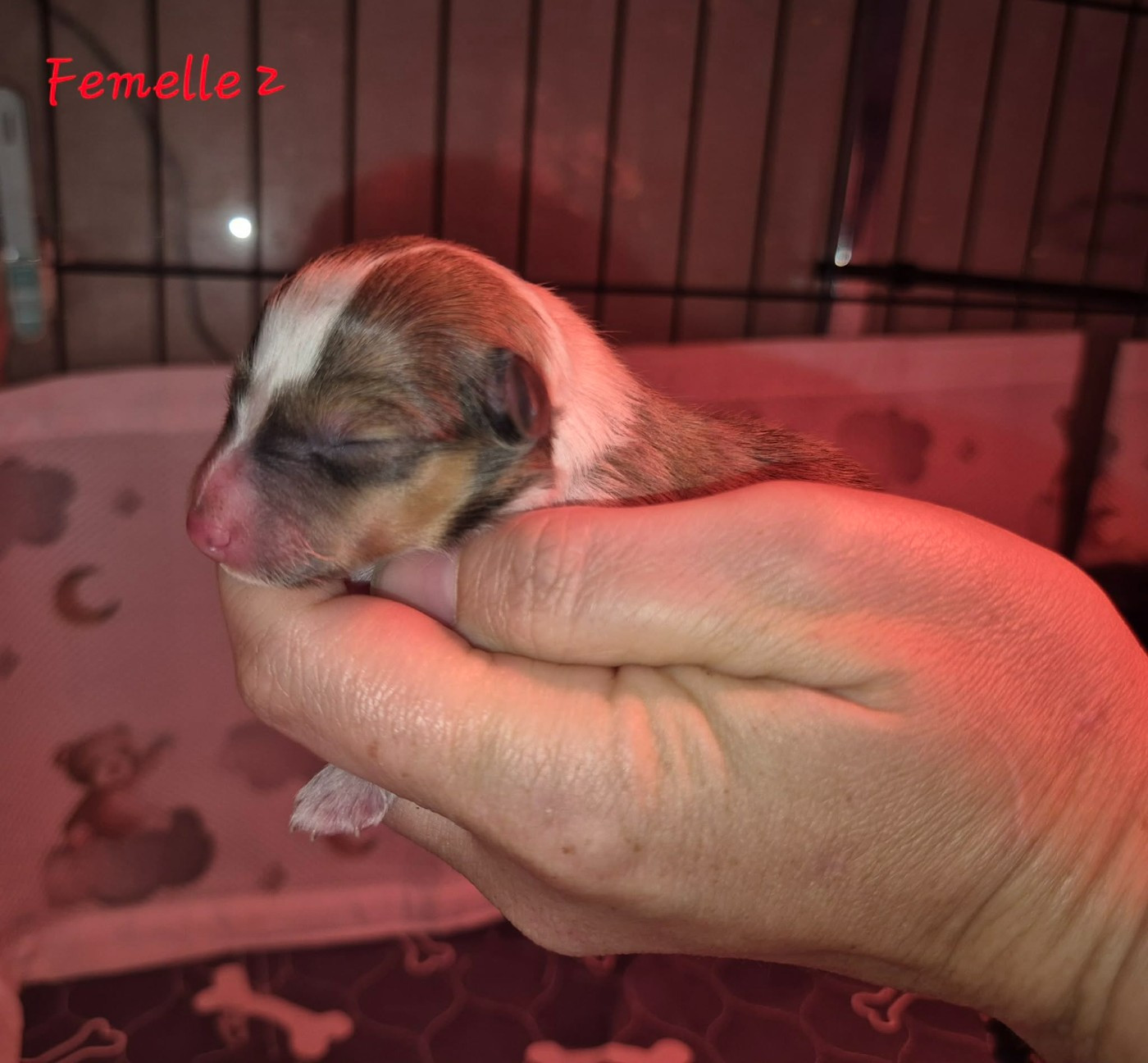 de La Lune De Feu - Chiots disponibles - Shetland Sheepdog