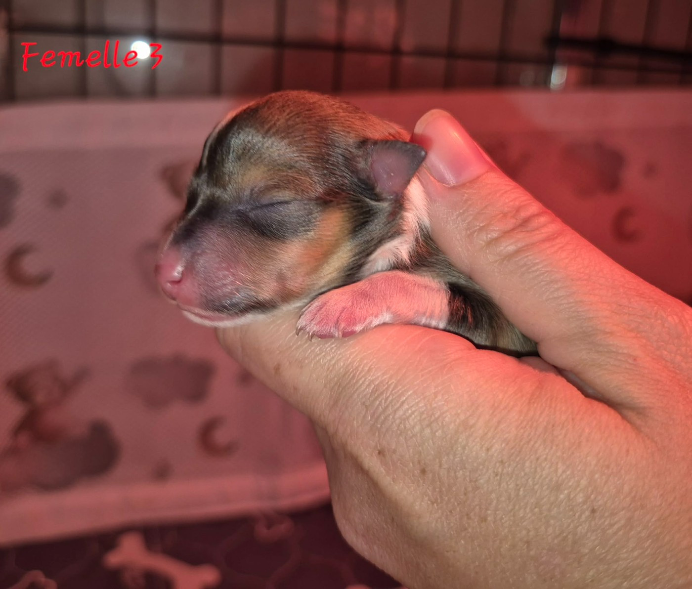 de La Lune De Feu - Chiots disponibles - Shetland Sheepdog