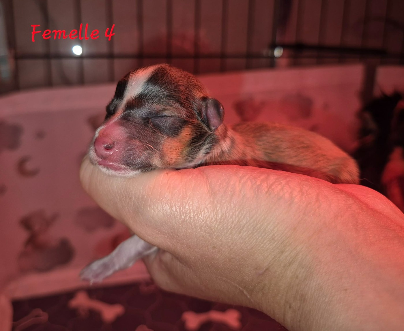 de La Lune De Feu - Chiots disponibles - Shetland Sheepdog