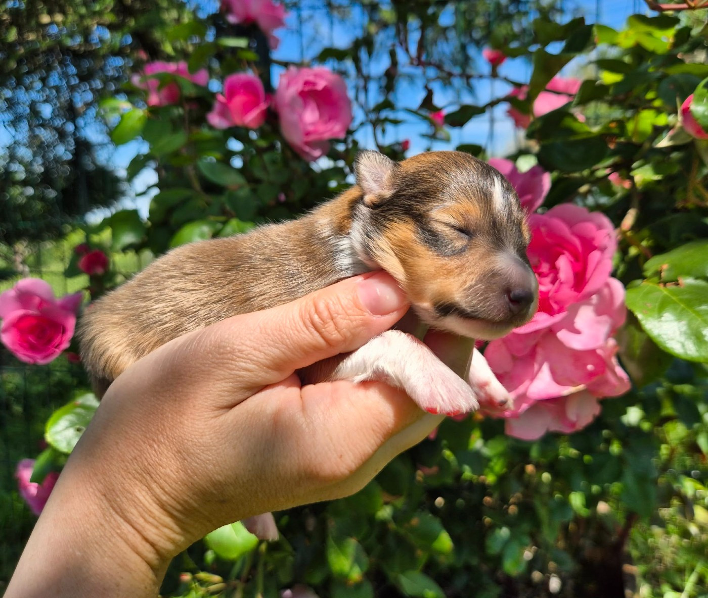 de La Lune De Feu - Chiots disponibles - Shetland Sheepdog