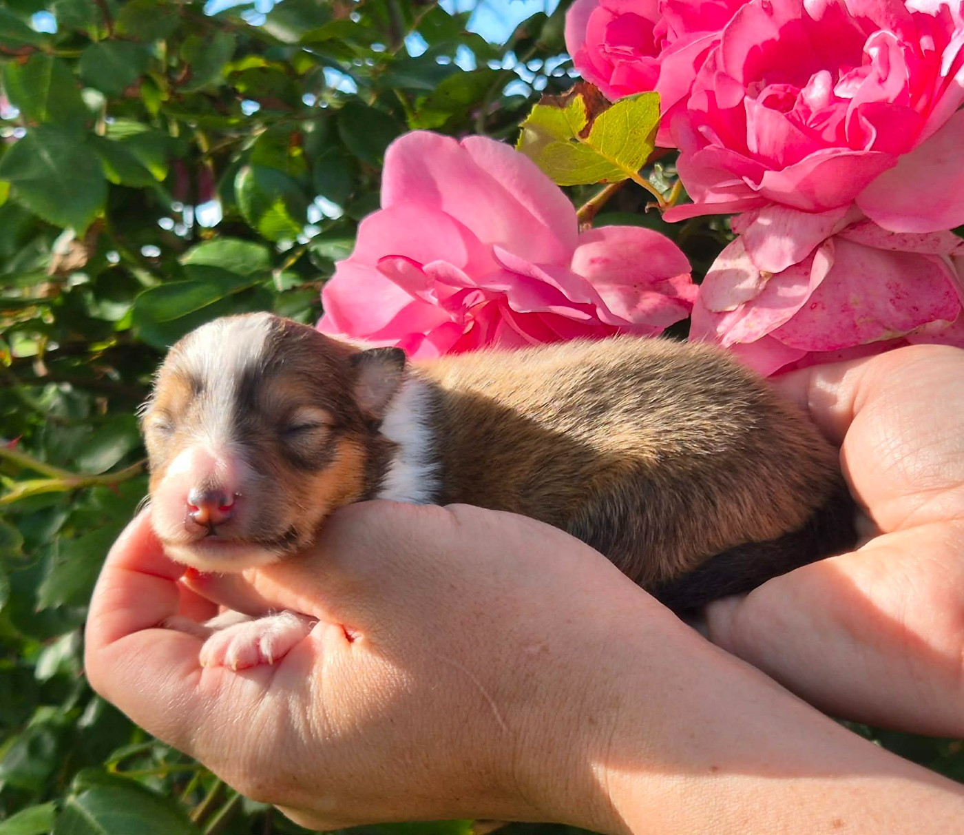 de La Lune De Feu - Chiots disponibles - Shetland Sheepdog