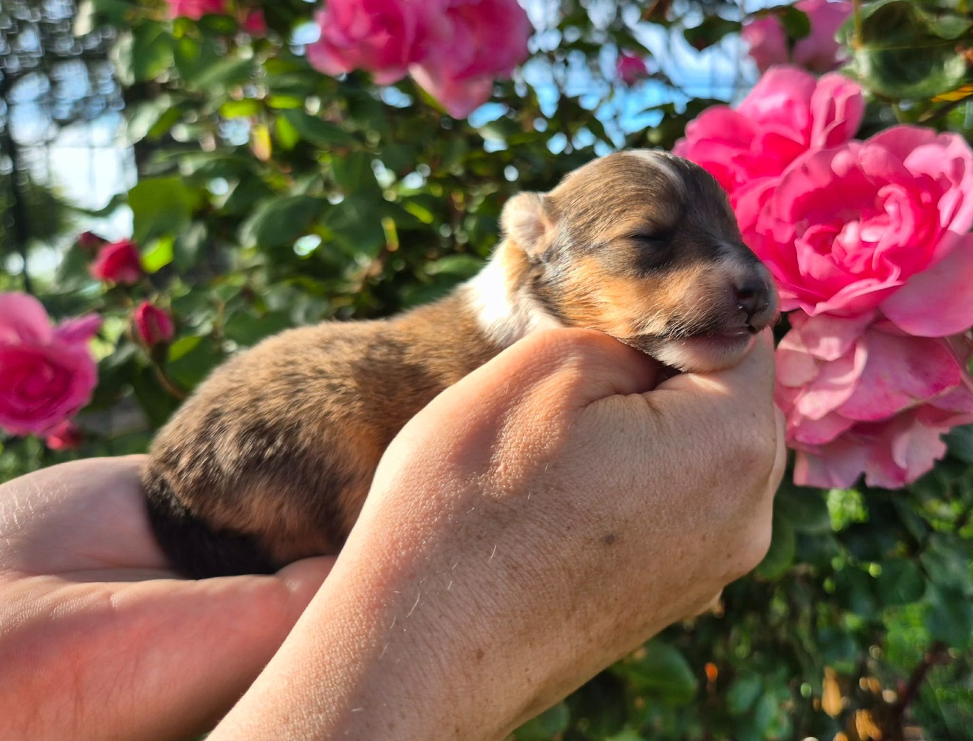 de La Lune De Feu - Chiots disponibles - Shetland Sheepdog