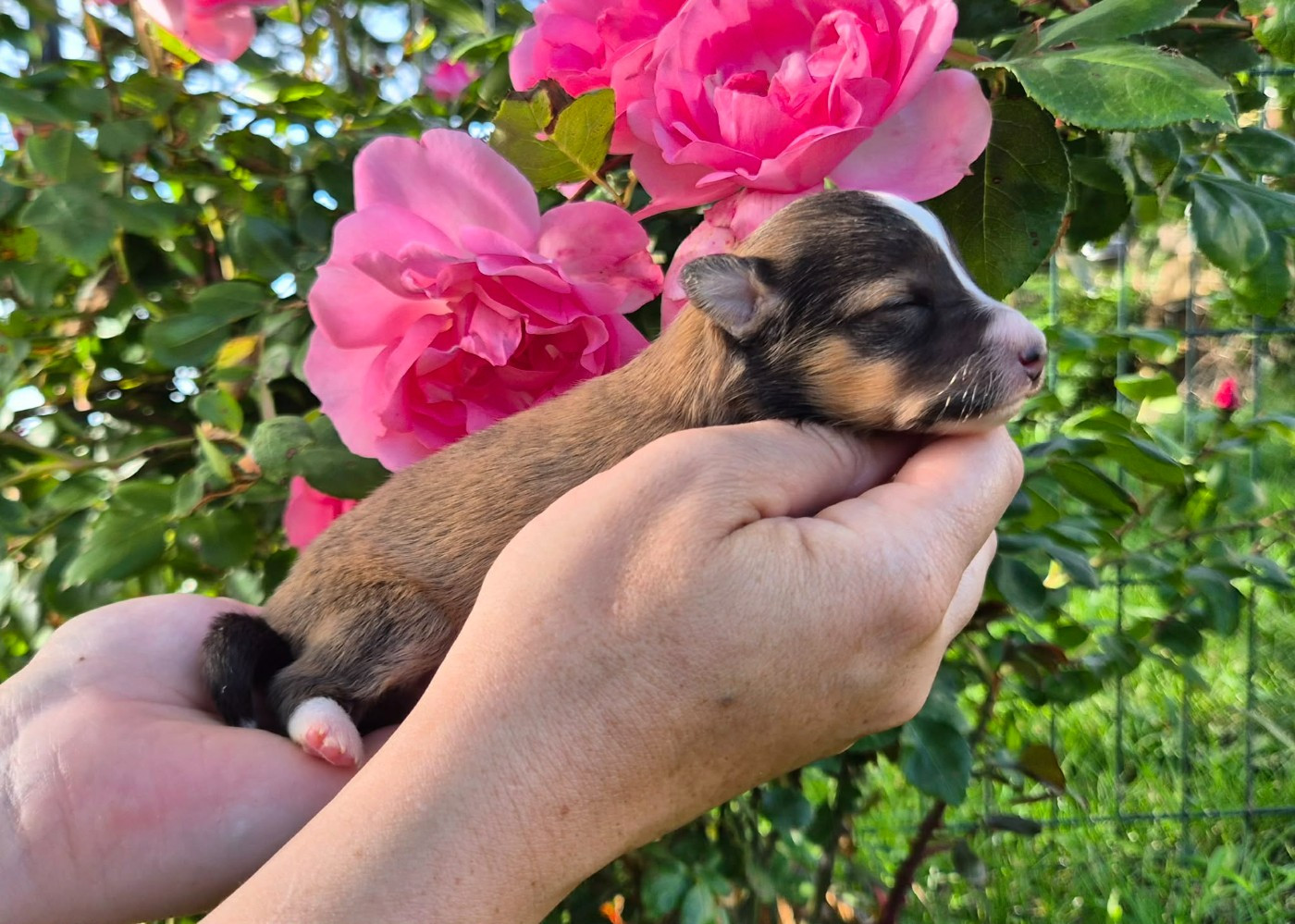 de La Lune De Feu - Chiots disponibles - Shetland Sheepdog