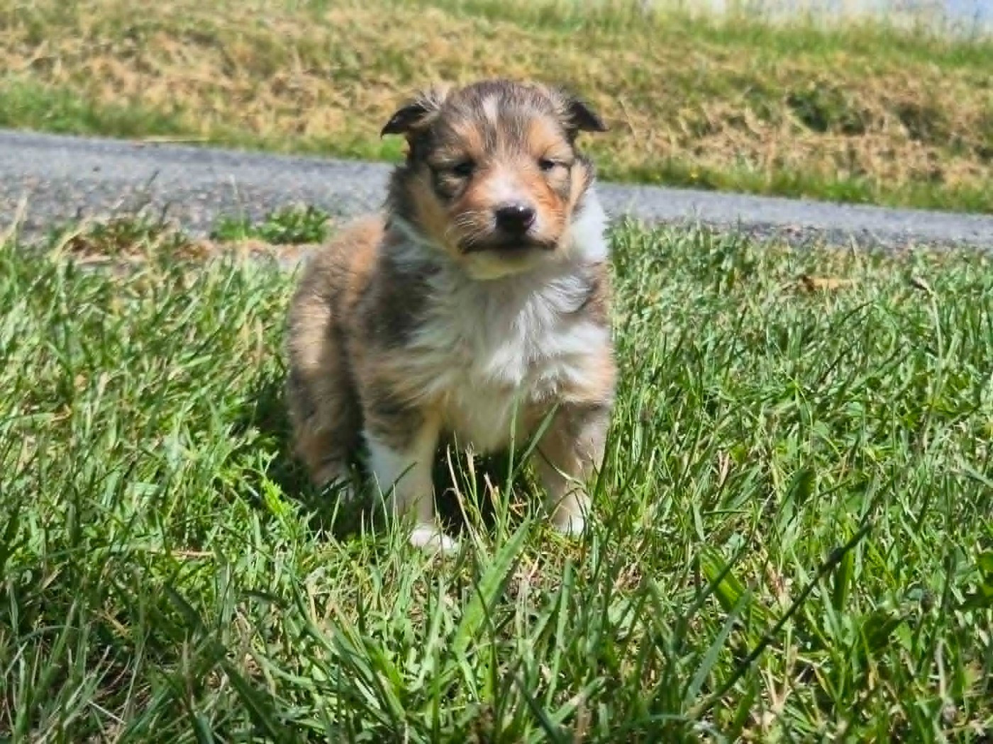 de La Lune De Feu - Chiots disponibles - Shetland Sheepdog