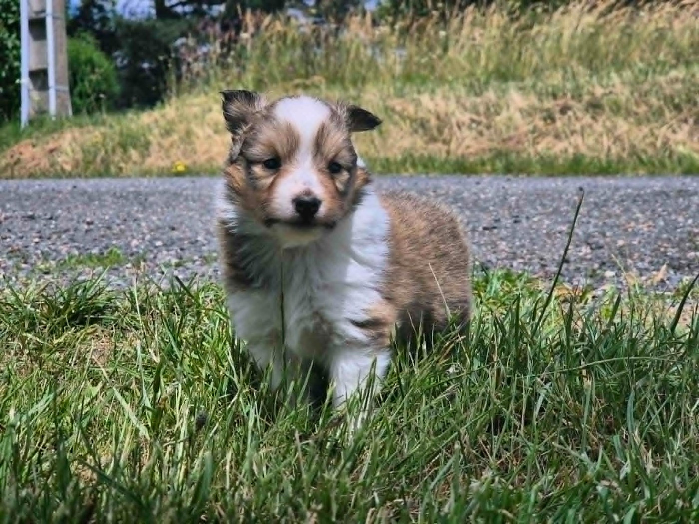 de La Lune De Feu - Chiots disponibles - Shetland Sheepdog