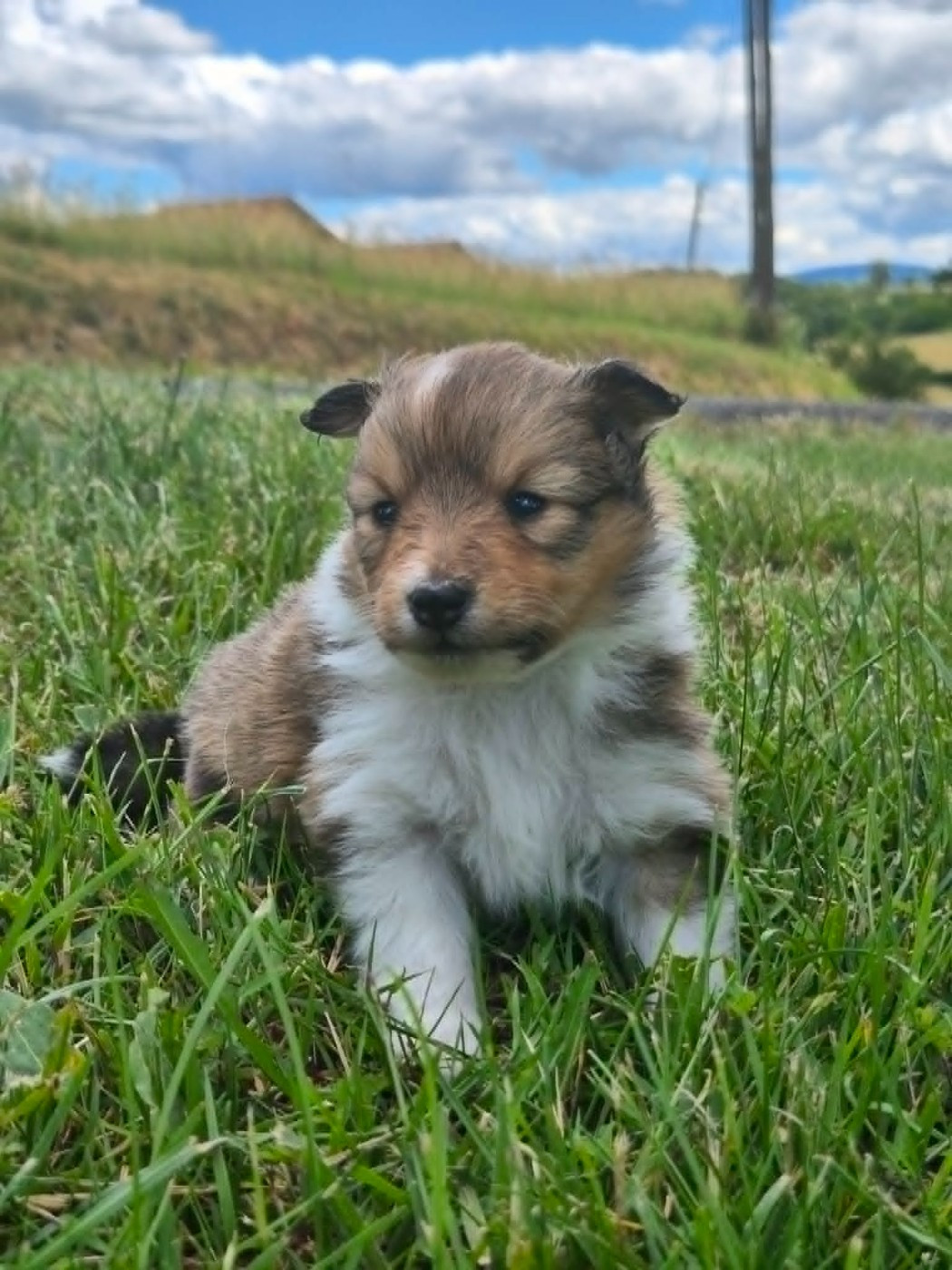 de La Lune De Feu - Chiots disponibles - Shetland Sheepdog