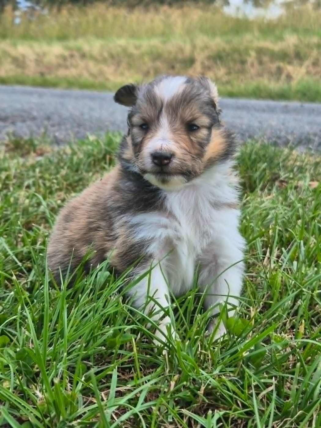 de La Lune De Feu - Chiots disponibles - Shetland Sheepdog