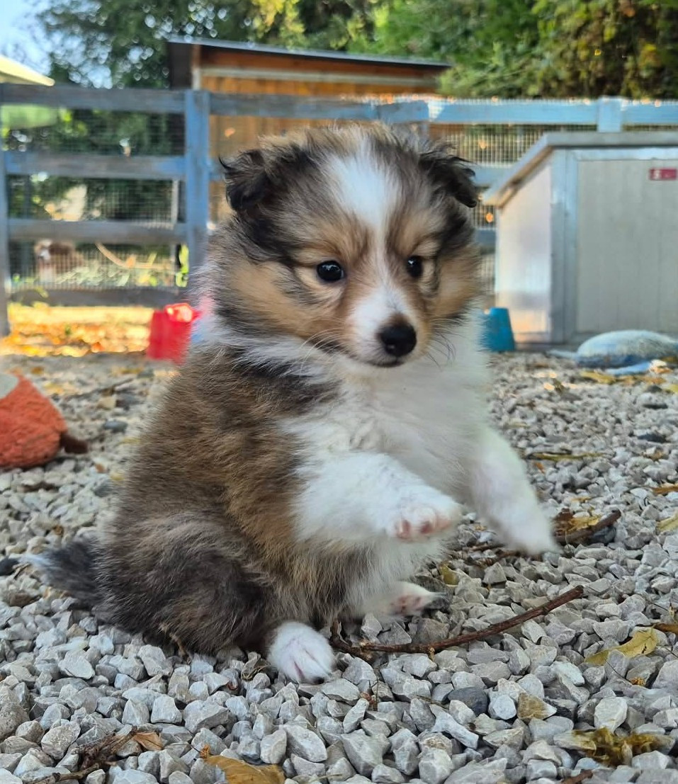 de La Lune De Feu - Chiots disponibles - Shetland Sheepdog