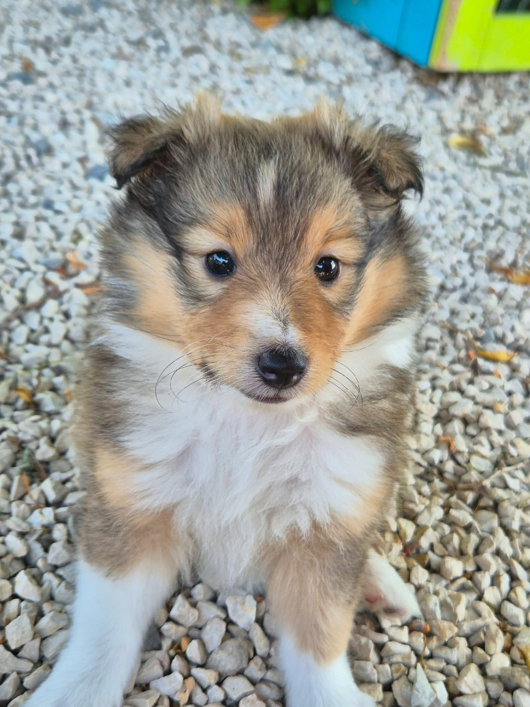 de La Lune De Feu - Chiots disponibles - Shetland Sheepdog