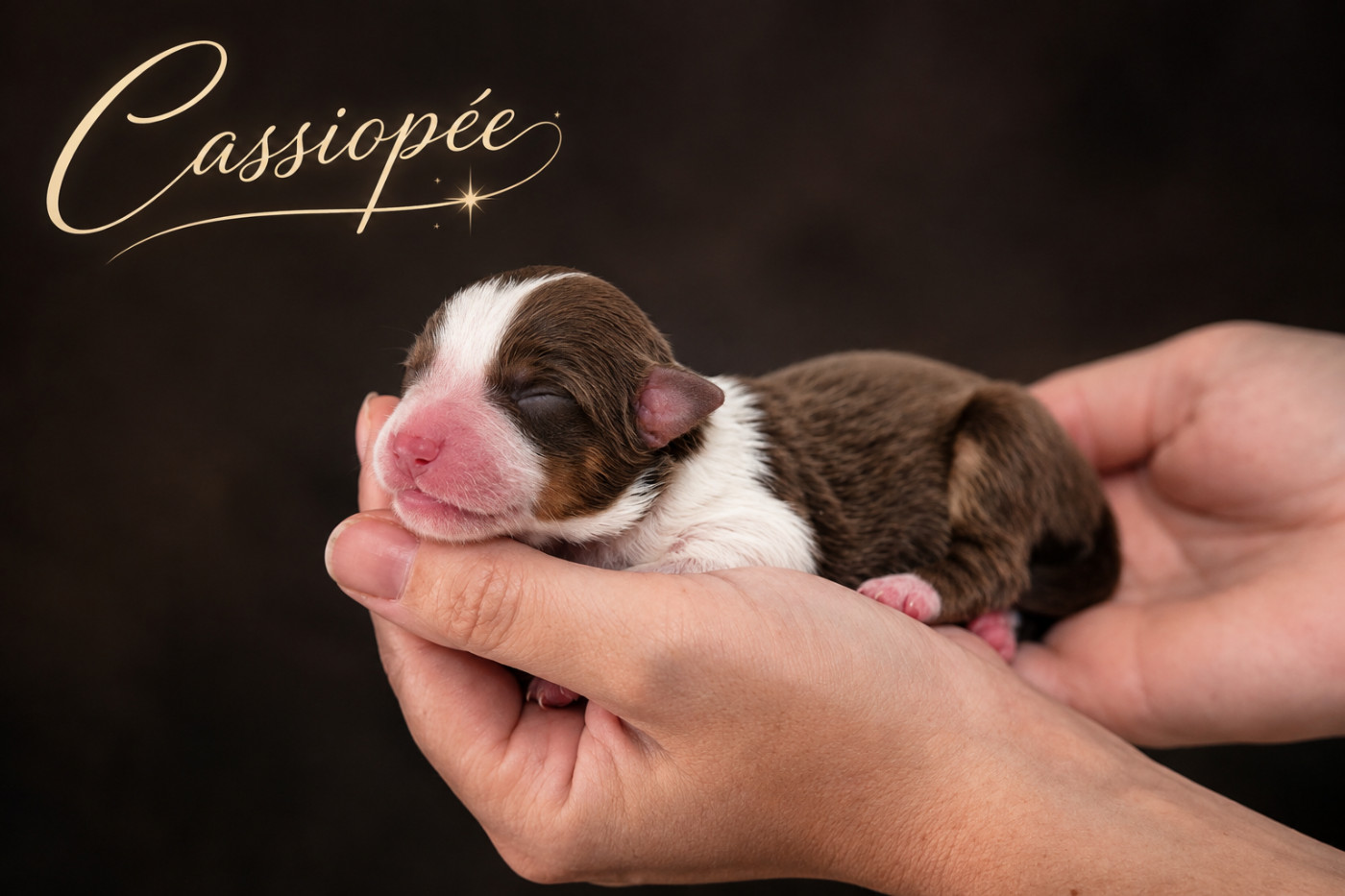 de La Lune De Feu - Chiots disponibles - Berger Américain Miniature 