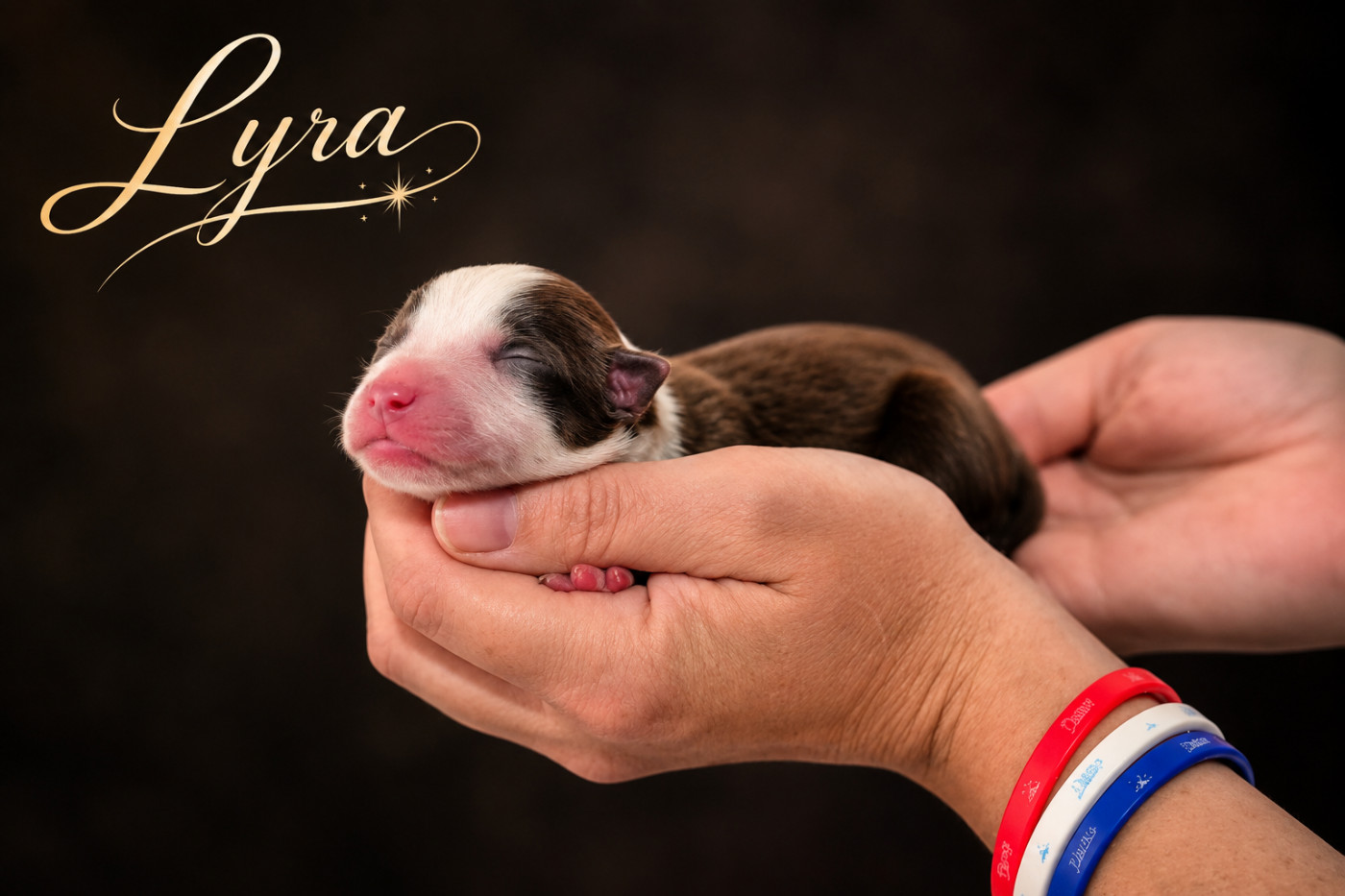 de La Lune De Feu - Chiots disponibles - Berger Américain Miniature 