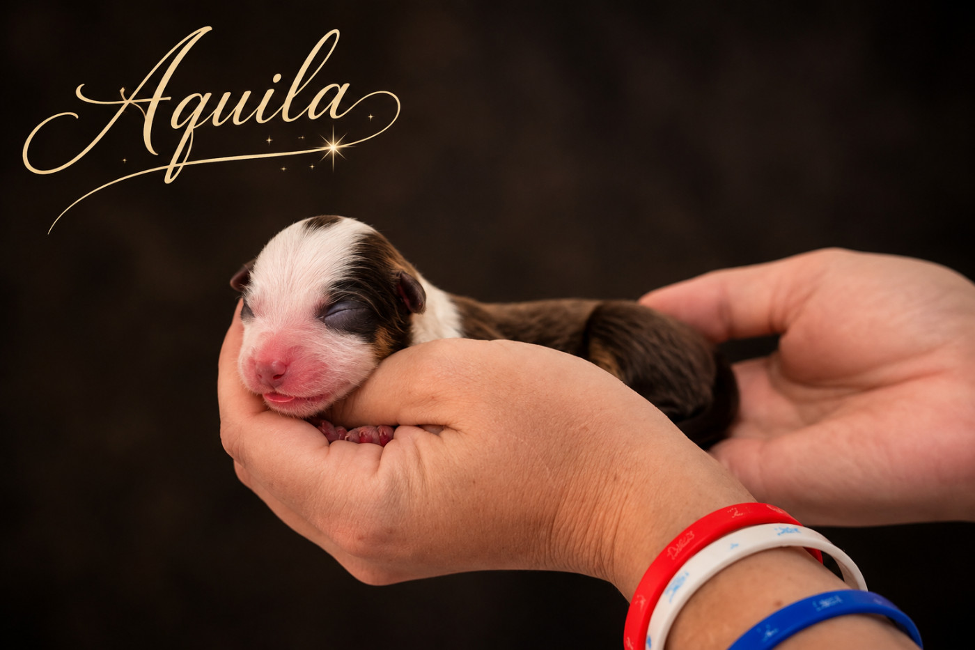 de La Lune De Feu - Chiots disponibles - Berger Américain Miniature 