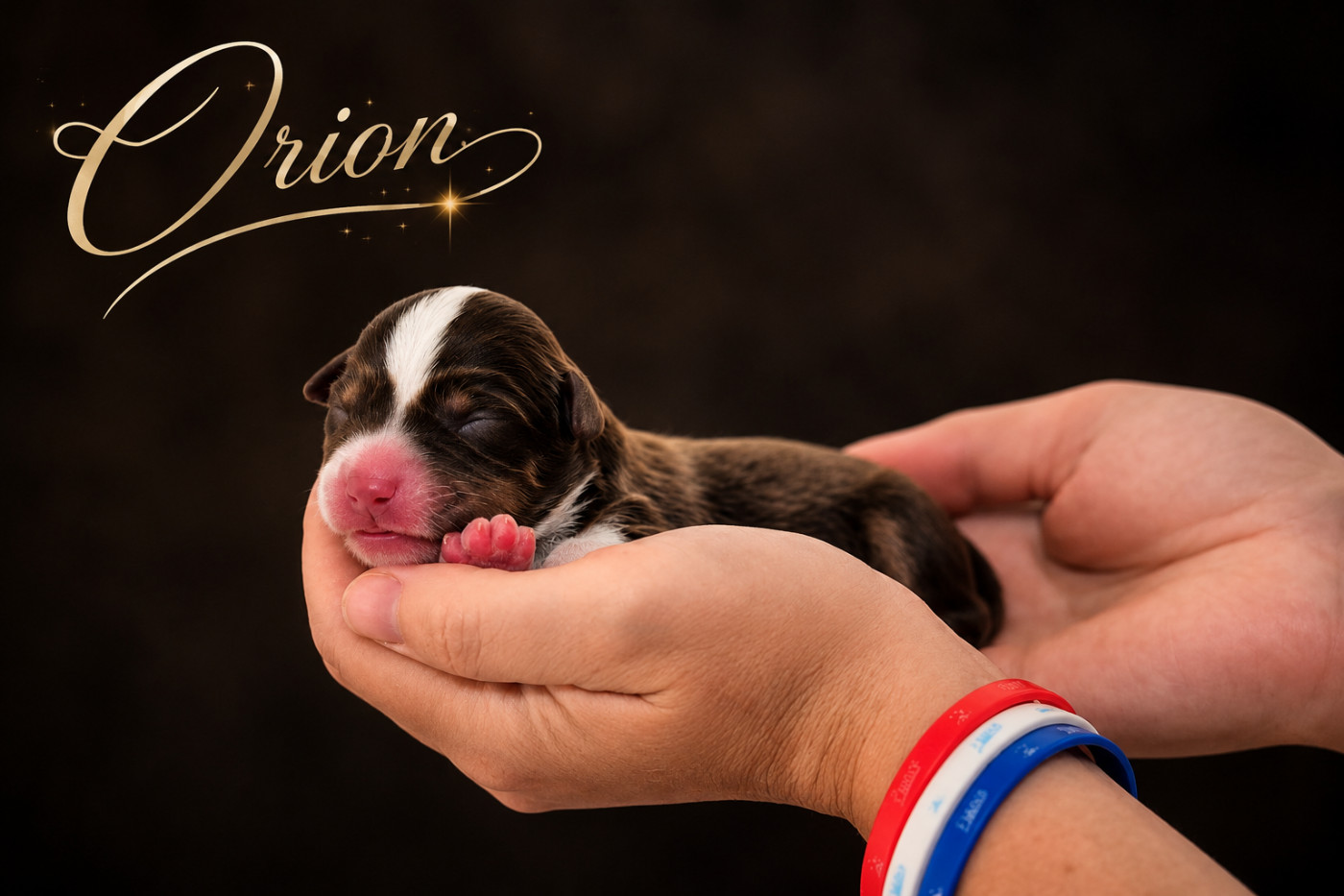 de La Lune De Feu - Chiots disponibles - Berger Américain Miniature 