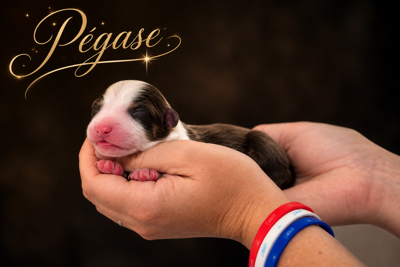 de La Lune De Feu - Chiots disponibles - Berger Américain Miniature 
