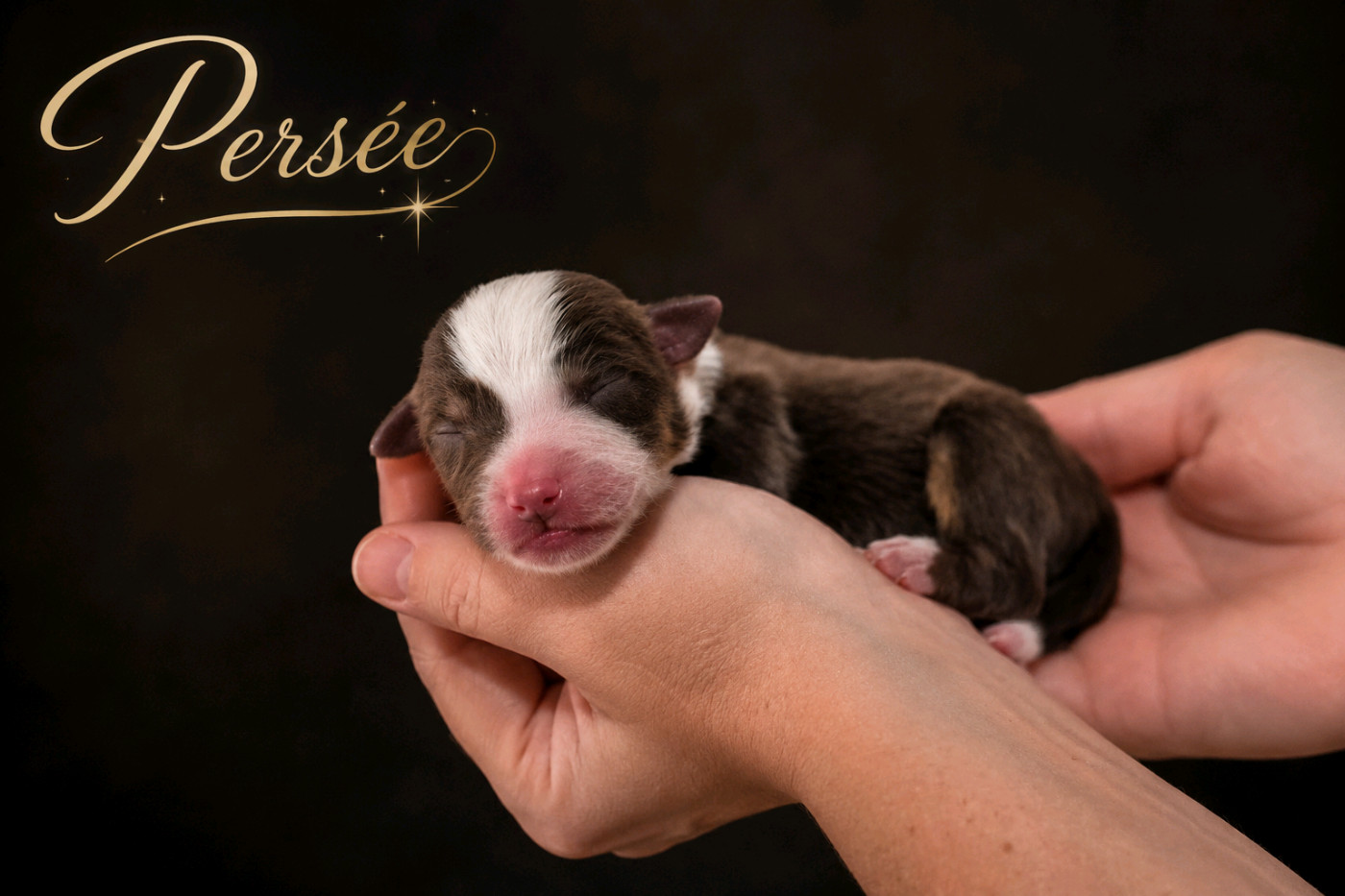 de La Lune De Feu - Chiots disponibles - Berger Américain Miniature 