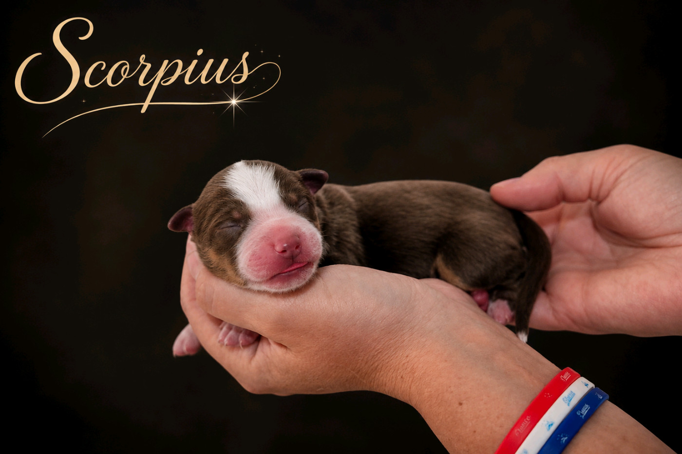 de La Lune De Feu - Chiots disponibles - Berger Américain Miniature 