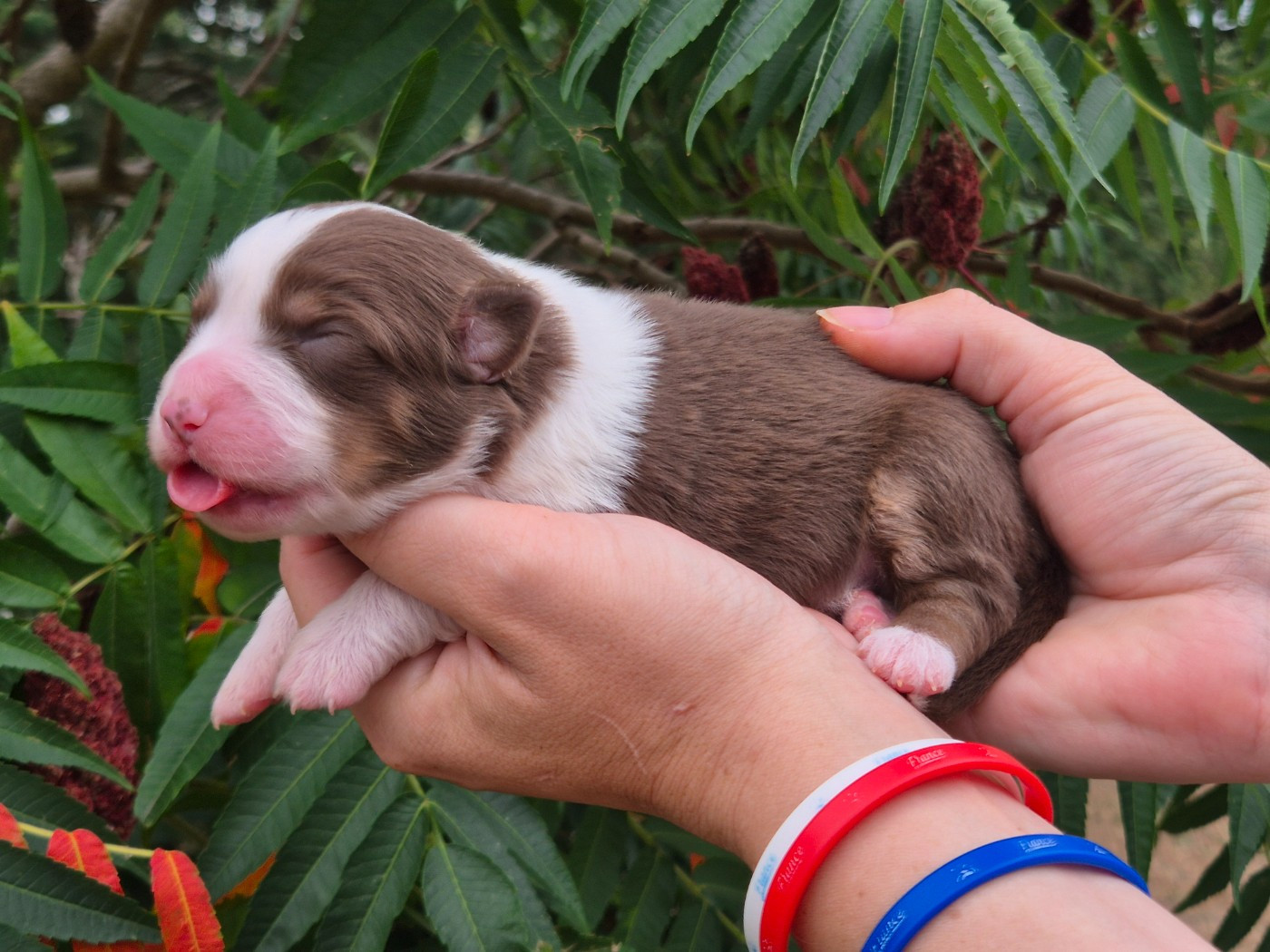 de La Lune De Feu - Chiots disponibles - Berger Américain Miniature 