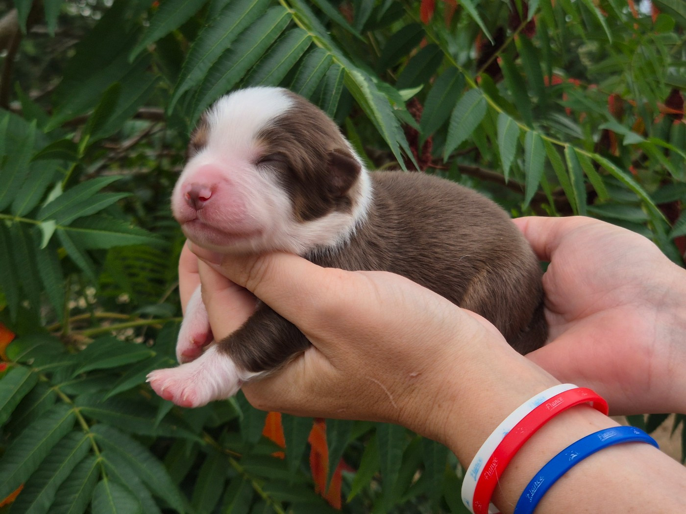 de La Lune De Feu - Chiots disponibles - Berger Américain Miniature 