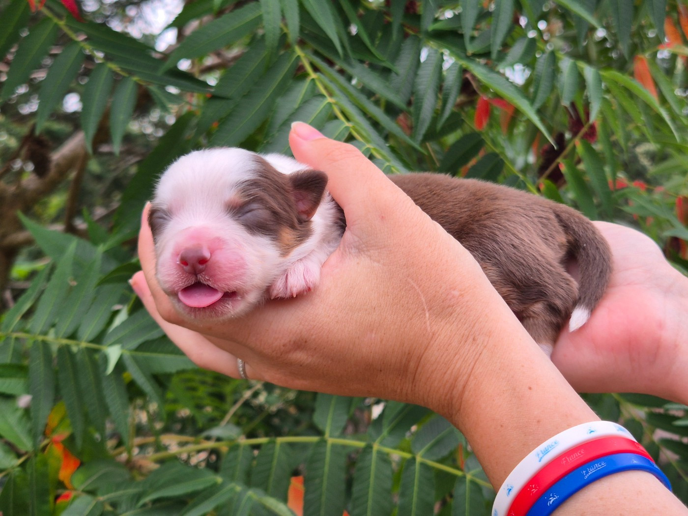de La Lune De Feu - Chiots disponibles - Berger Américain Miniature 