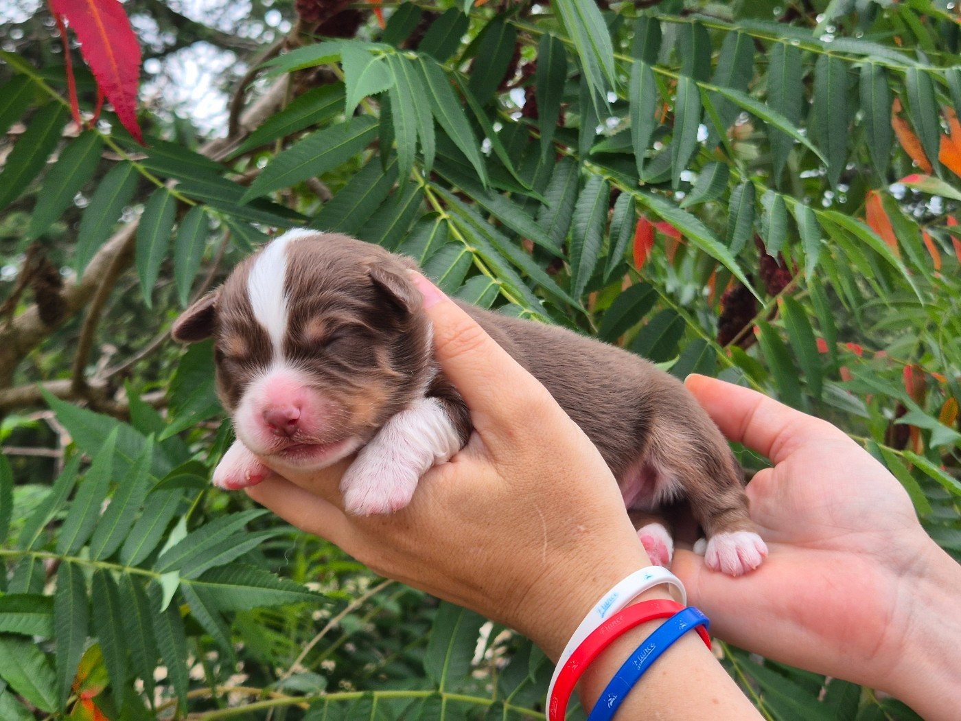 de La Lune De Feu - Chiots disponibles - Berger Américain Miniature 