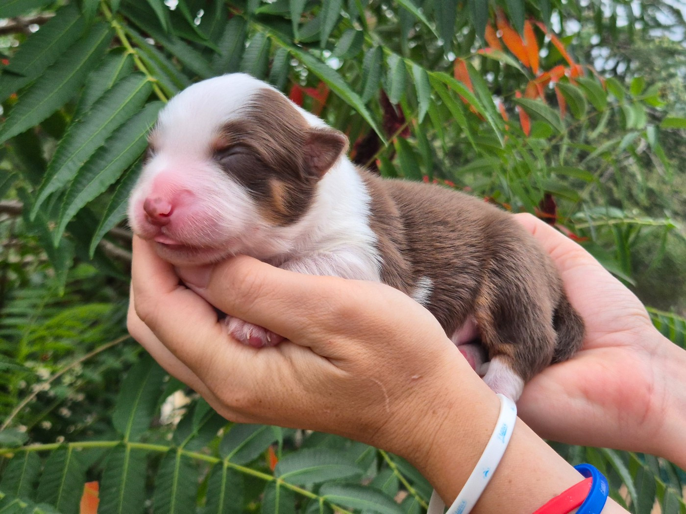 de La Lune De Feu - Chiots disponibles - Berger Américain Miniature 