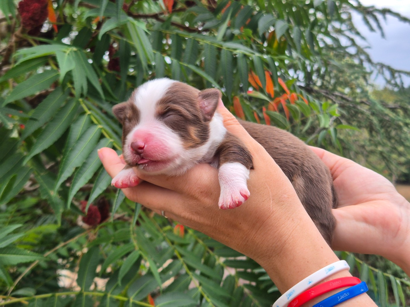 de La Lune De Feu - Chiots disponibles - Berger Américain Miniature 