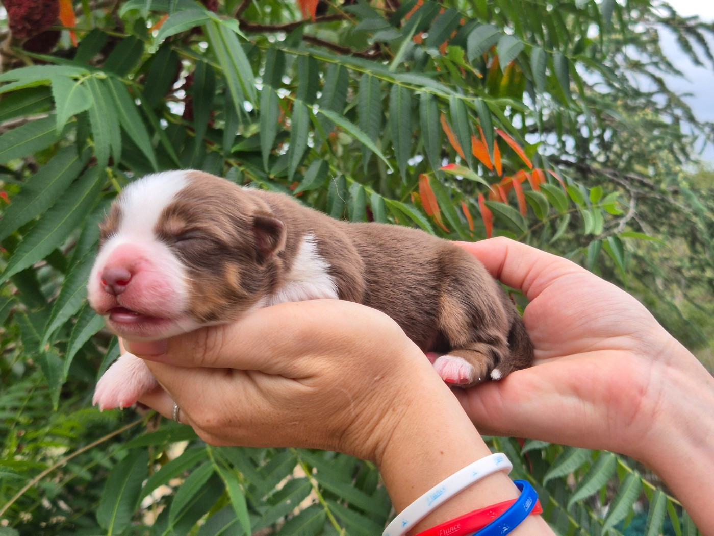 de La Lune De Feu - Chiots disponibles - Berger Américain Miniature 