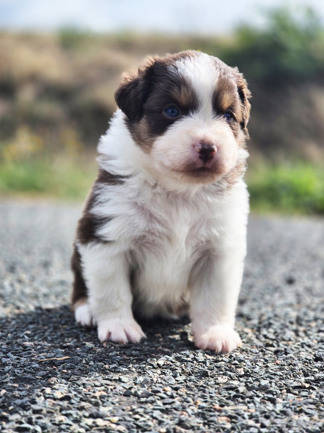 de La Lune De Feu - Chiots disponibles - Berger Américain Miniature 